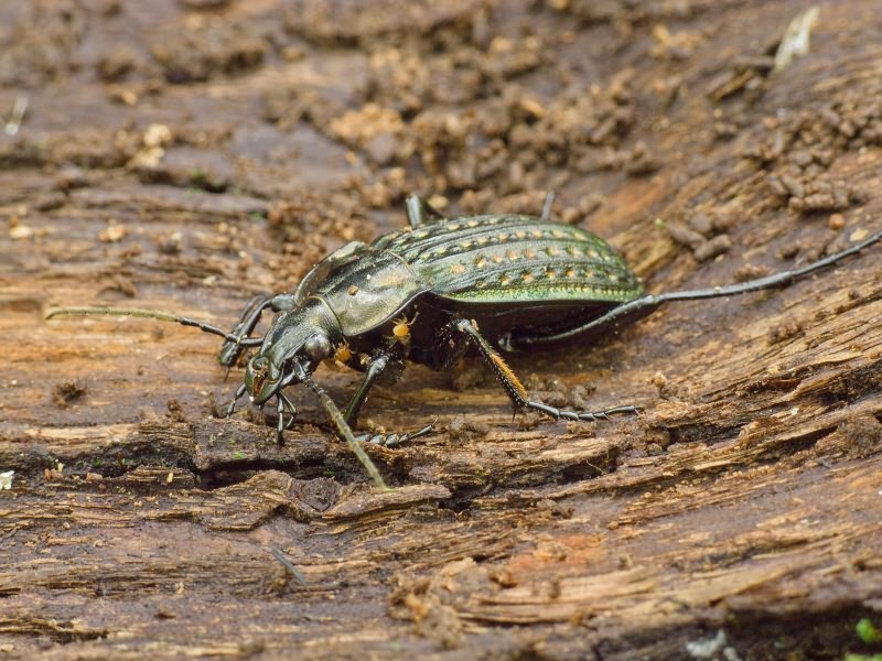 clatratus Linnaeus, 1761